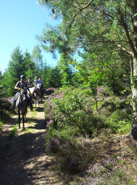 Paardrijden Ardennen