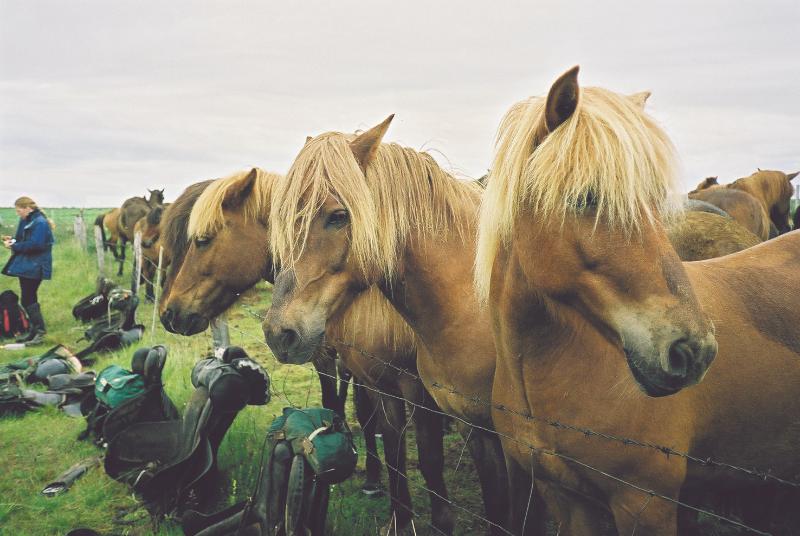 Paardrijden Ijsland