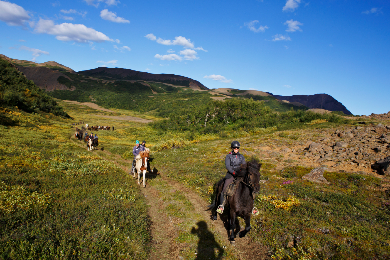 Paardrijden in IJsland