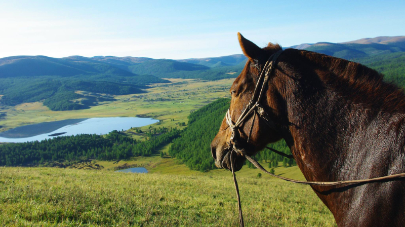 Paardvakantie Mongolië