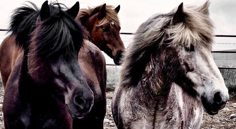 Te paard in IJsland