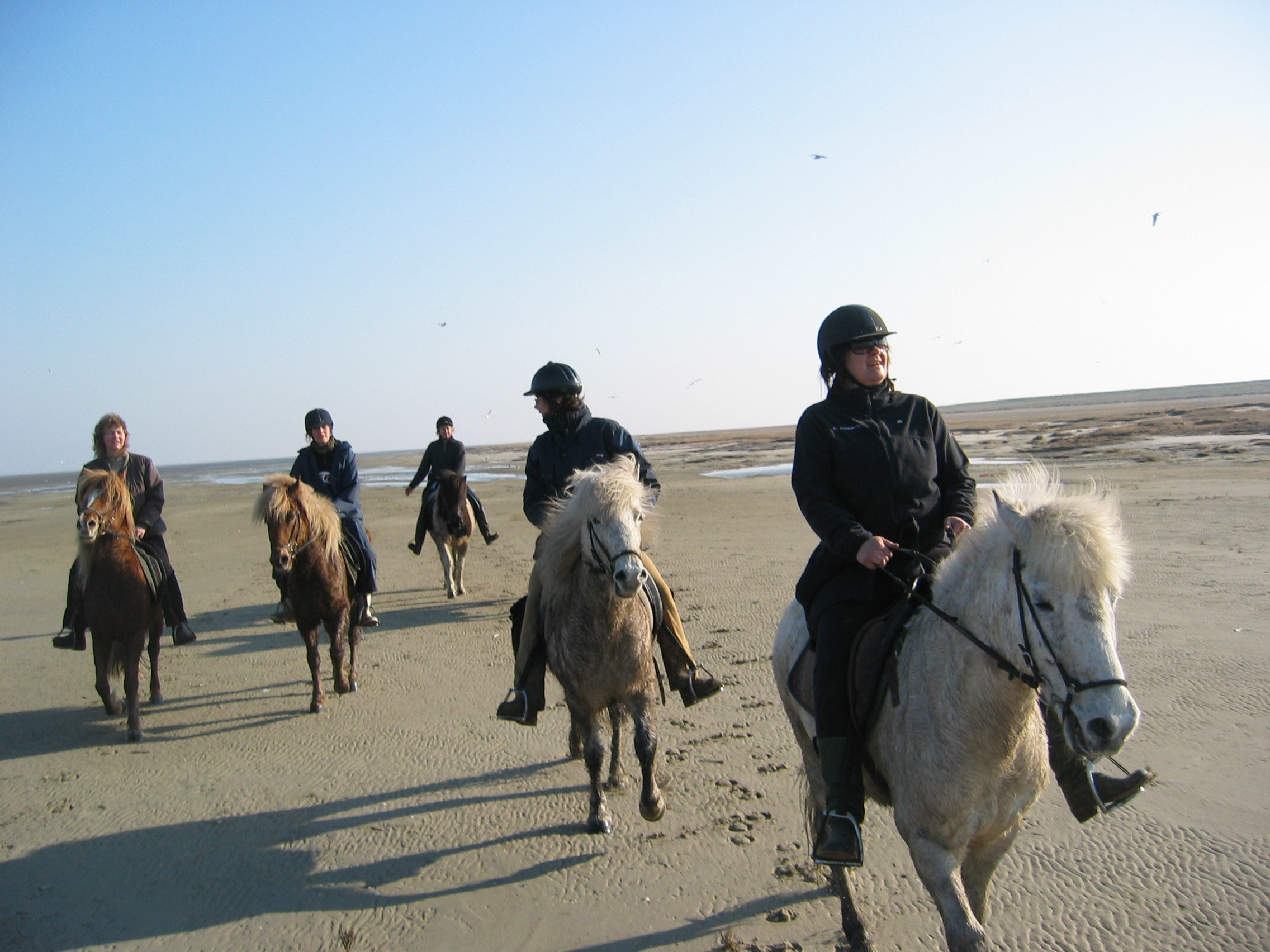 paardrijden in Denemarken