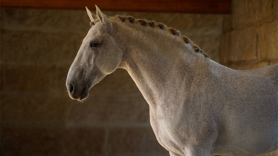 PTMDADB - Dressuurlessen en buitenritten op een wijndomein in Portugal (7).jpeg