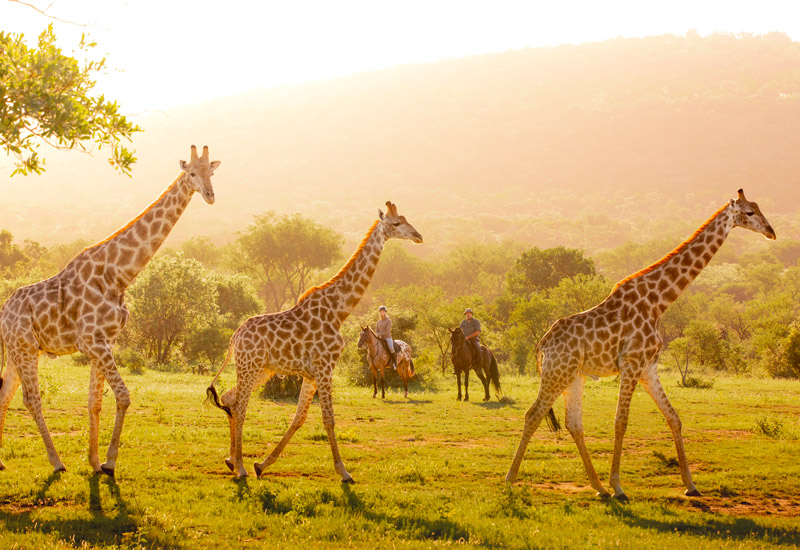 ZAANN - Paardrijsafari in luxe lodges.jpeg